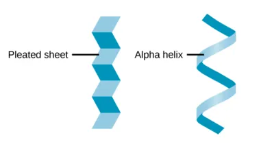 Illustration comparing pleated sheet and alpha helix structures in proteins.